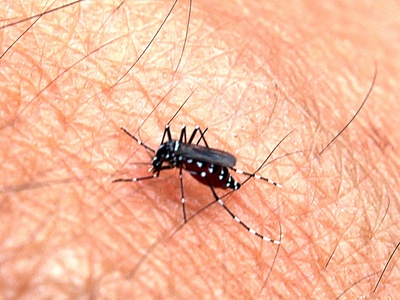 Aedes mosquito