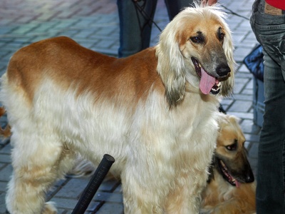 Afghan Hound