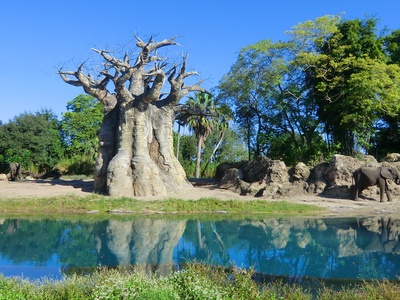 African baobab