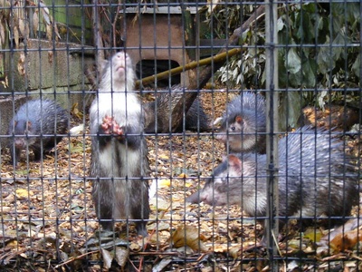 African brush-tailed porcupine