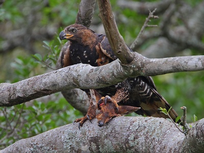 African crowned eagle