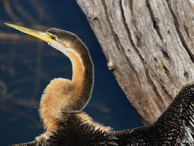 African darter