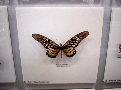 African giant swallowtail