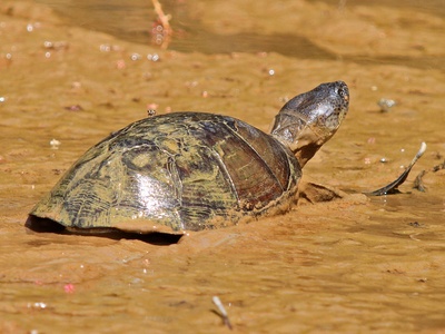 African helmeted turtle