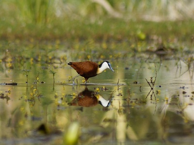 African jacana