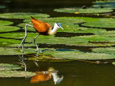 African Jacana