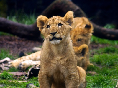 African lion
