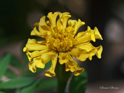 African marigold