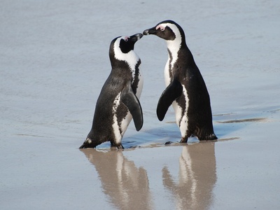 African Penguin