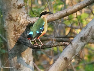 African Pitta
