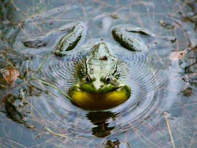 African puddle frog