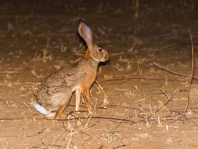 African savanna hare