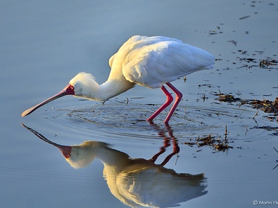 African spoonbill