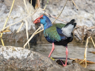 African swamphen