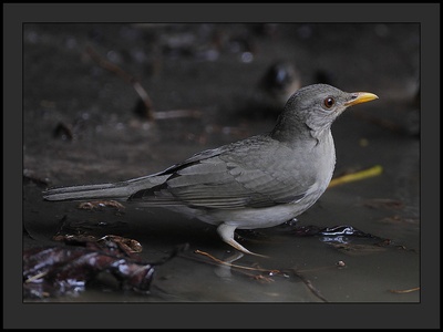 African Thrush