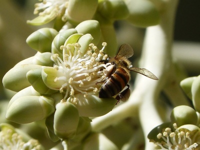 Africanized honey bee