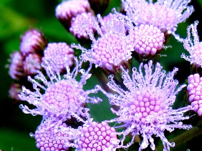 Ageratum