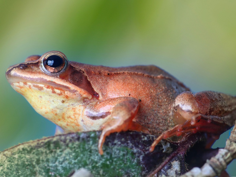 Toros Frog Amphibians of Turkey: The Complete List - Flora Fauna Fun
