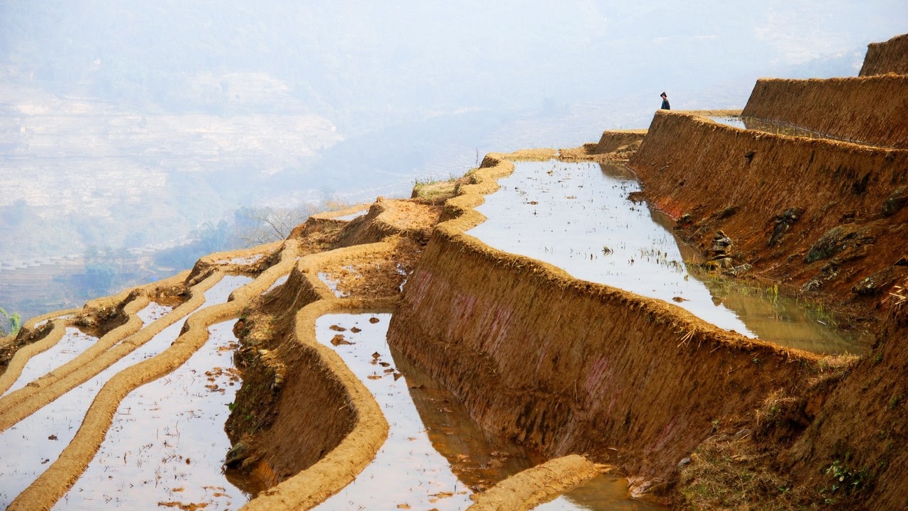 Terraced rice fields with farmers harvesting at dawn, showing stepped benches and irrigation channels