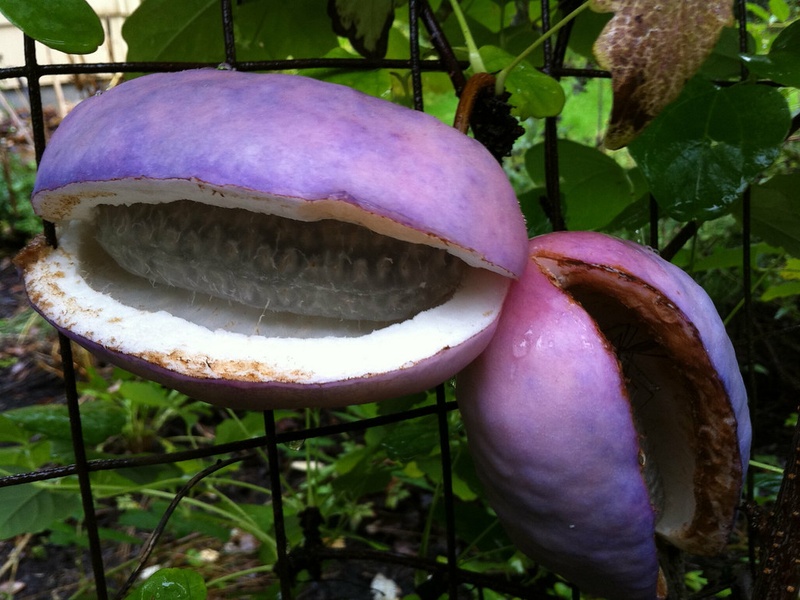 Fruits Of Japan The Complete List Flora Fauna Fun fruits-of-japan-the-complete-list-flora-fauna-fun