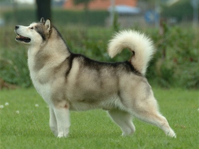 Alaskan Malamute