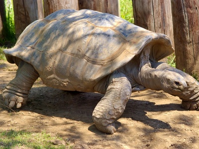 Aldabra giant tortoise