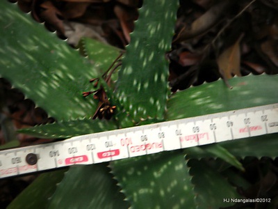 Aloe secundiflora