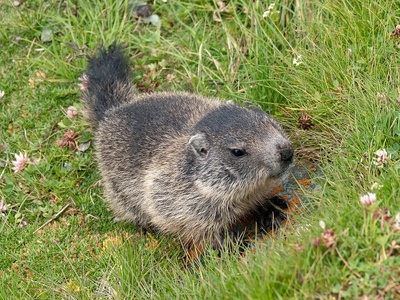 Alpine marmot