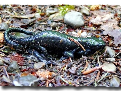 Alpine salamander