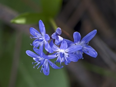 Alpine squill