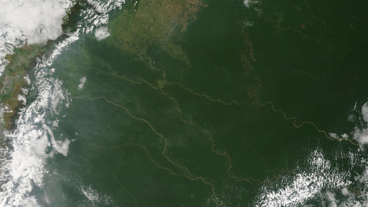 Jaguar walking through Amazonian rainforest