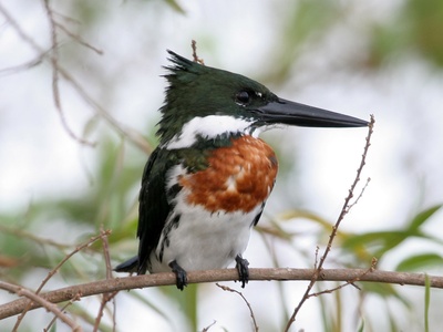 Amazon Kingfisher