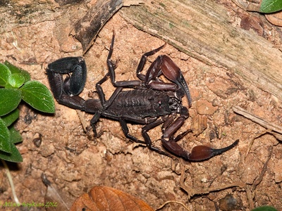 Amazonian scorpion