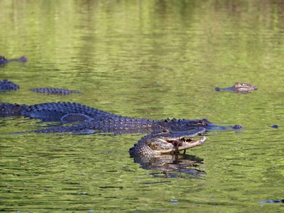 American alligator