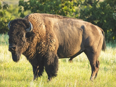 American bison