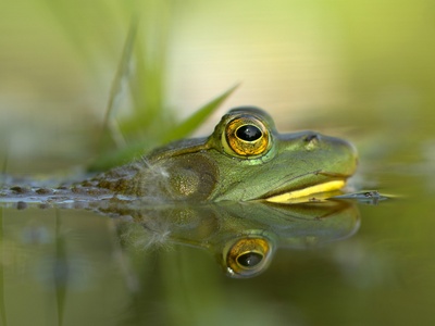 American bullfrog