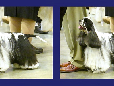 American Cocker Spaniel