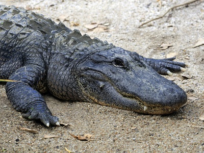 American crocodile