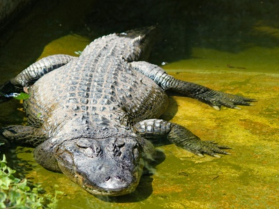 American crocodile (repeat omitted)
