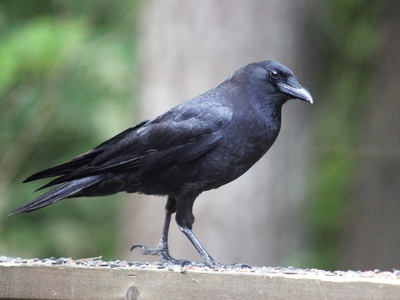 American crow