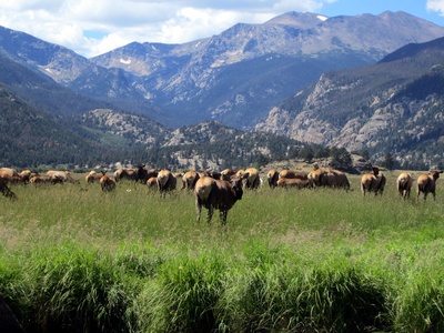 American elk (Wapiti)