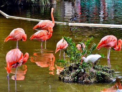 American Flamingo