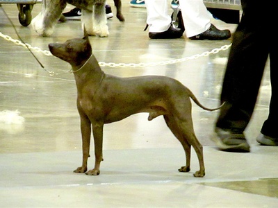 American Hairless Terrier