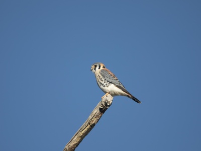 American Kestrel
