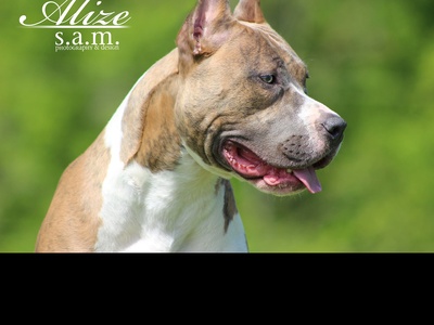 American Pit Bull Terrier