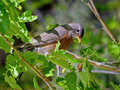 American robin