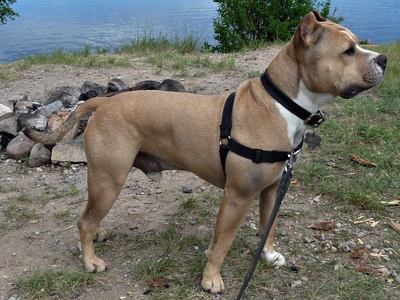 American Staffordshire Terrier