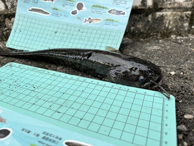 Amur catfish