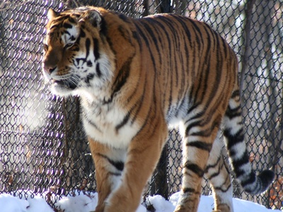 Amur (Siberian) tiger