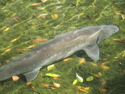 Amur sturgeon